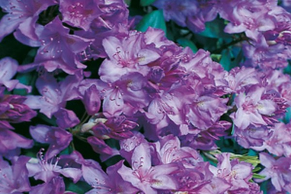 Rhododendron-Hybride 'Catawbiense Boursault'-1