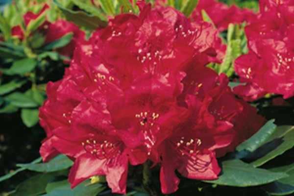 Rhododendron-Hybride 'Hachmanns Feuerschein' ®-1
