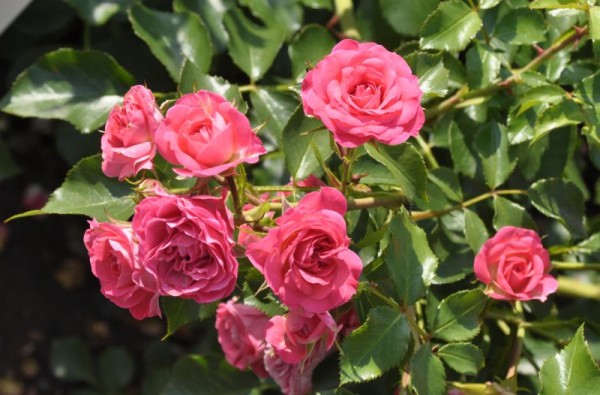 Zwergrose 'Roxy' ® ADR-Rose-1