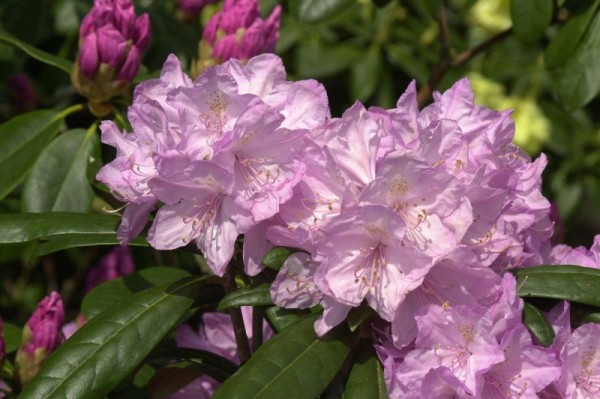 Rhododendron makinoi 'Lanzette'-1