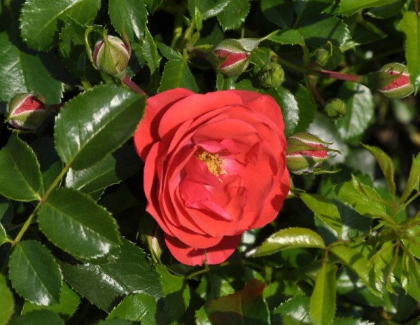 Bodendeckende Rose 'Sorrento' ® ADR-Rose-1