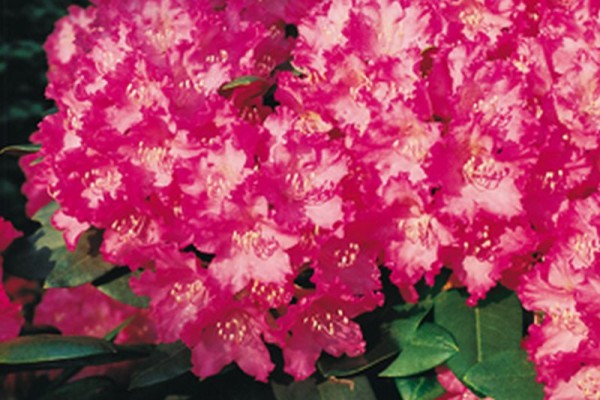 Rhododendron-Hybride 'Manuela'-1