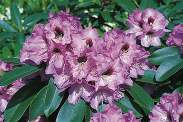 Rhododendron-Hybride 'Mercator'-1