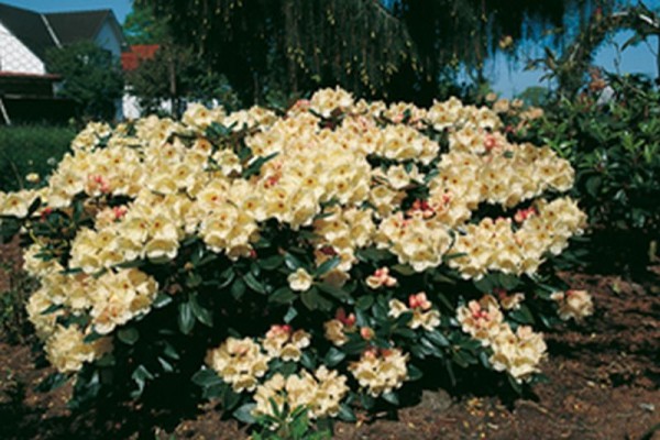 Yaku-Rhododendron 'Flava'-1