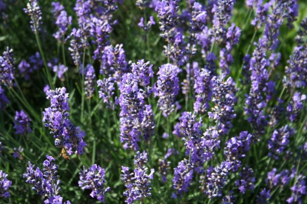 Garten-Lavendel Munstead-1
