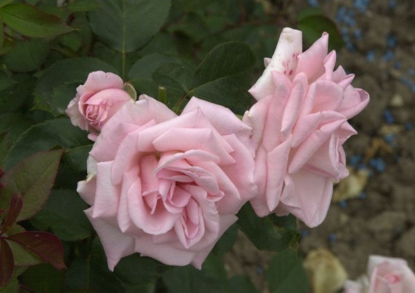 Edelrose 'Inspiration' ® ADR-Rose-1