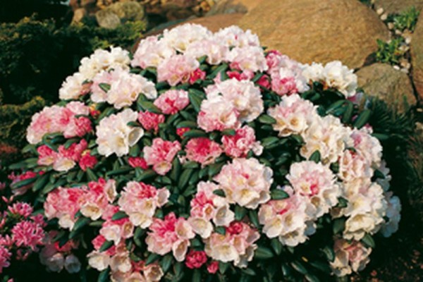 Yaku-Rhododendron 'Koichiro Wada'-1