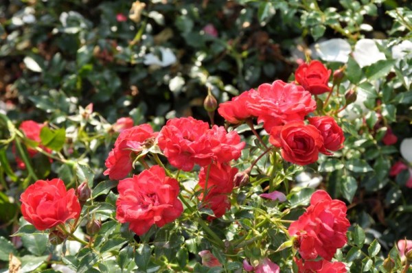 Bodendeckende Rose 'Limesglut' ® ADR-Rose-1