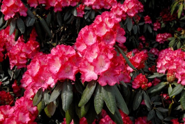 Yaku-Rhododendron 'Fantastica'-1