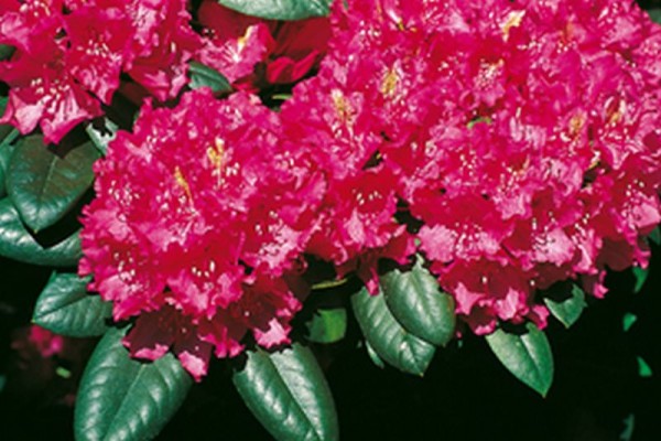 Rhododendron-Hybride 'Pearces American Beauty'-1