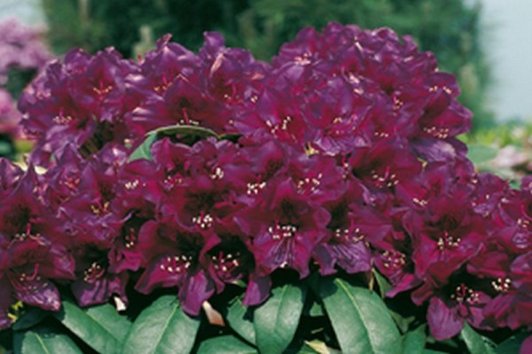 Rhododendron-Hybride 'Polarnacht'-1