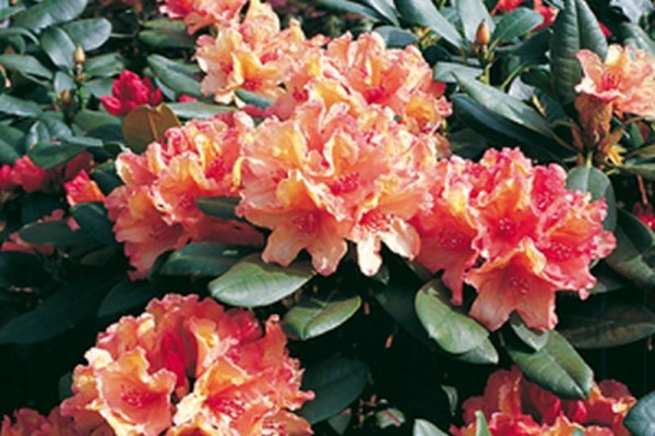 Rhododendron-Hybride 'Brasilia'-1