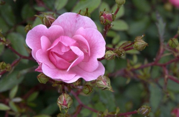 Bodendeckende Rose 'Schöne Dortmdr.' ®ADR-Rose-1
