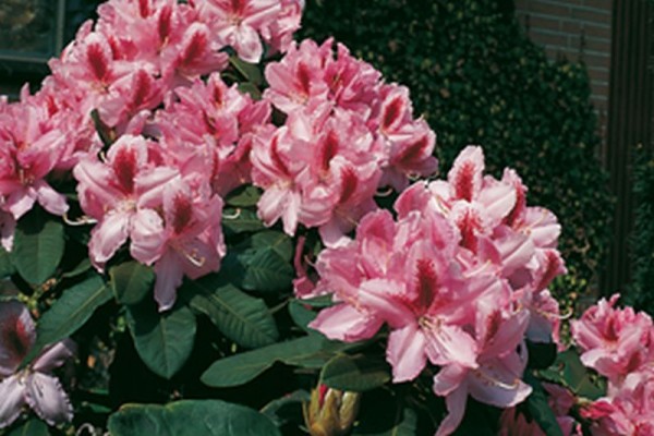 Rhododendron-Hybride 'Furnivalls Daughter'-1