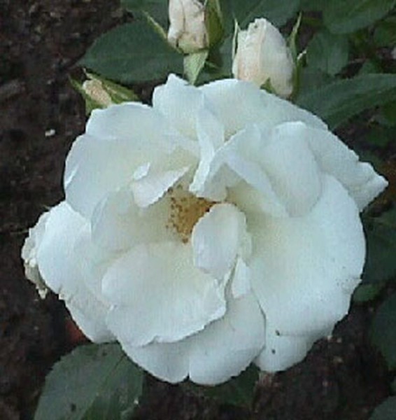 Bodendeckende Rose 'Aspirin-Rose' ® ADR-Rose-1