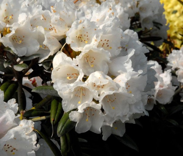 Yaku-Rhododendron 'Edelweiß'-1