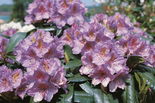 Rhododendron-Hybride 'Blutopia'-1
