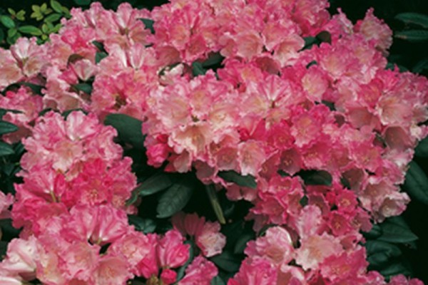 Yaku-Rhododendron 'Polaris'-1