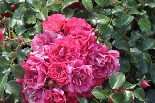 Bodendeckende Rose 'Gärtnerfreude' ® ADR-Rose-1