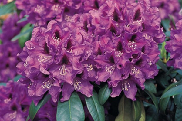 Rhododendron-Hybride 'Rasputin'-1