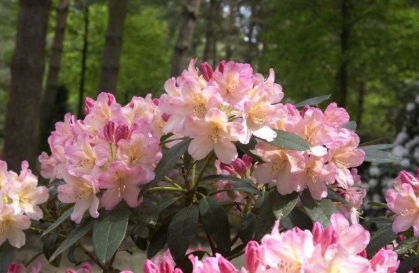 Yaku-Rhododendron 'Percy Wiseman'-1