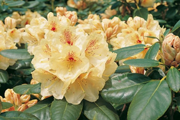 Rhododendron-Hybride 'Goldbukett'-1