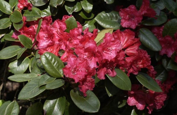 Williams.-Rhododendron 'Tromba'-1