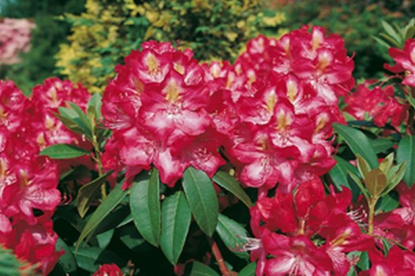 Rhododendron-Hybride 'Junifeuer'-1