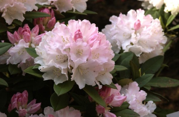 Yaku-Rhododendron 'Dreamland'-1