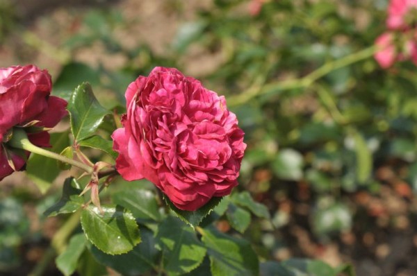 Beetrose 'Red Leon. da Vinci' ® ADR-Rose-1