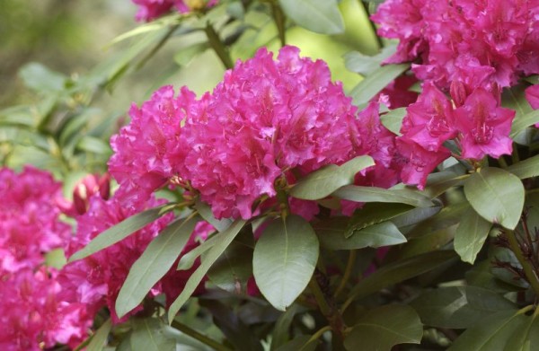 Rhododendron-Hybride 'Mrs.P.den Ouden'-1