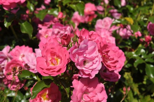 Bodendeckende Rose 'Heidetraum' ® ADR-Rose-1