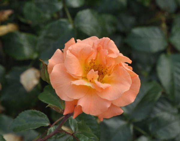 Beetrose 'Westzeit' ® ADR-Rose-1