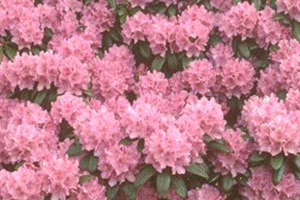 Rhododendron-Hybride 'Catawb.Grandiflorum'-1