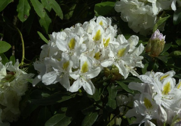 Rhododendron-Hybride 'Madame Masson'-1