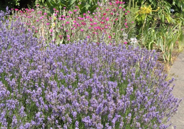 Zwergiger Garten-Lavendel-1