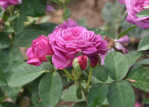 Zwergrose 'Heidi Klum-Rose' ®-1