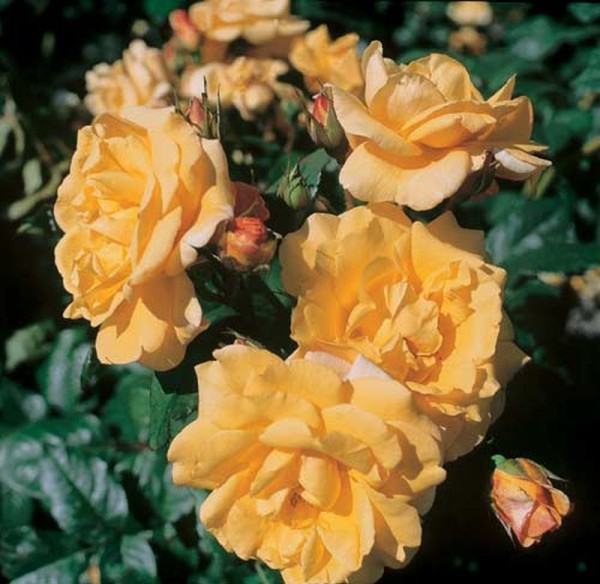 Strauchrose 'Postillion' ® ADR-Rose-1
