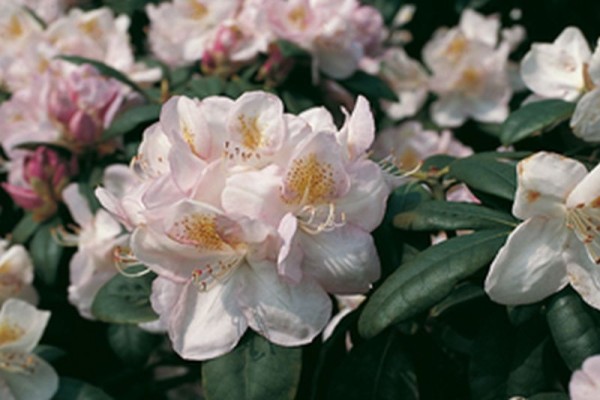 Rhododendron-Hybride 'Gomer Waterer'-1