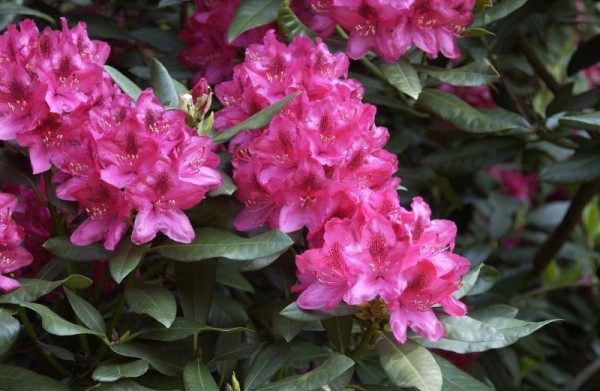 Rhododendron-Hybride 'Nova Zembla'-1