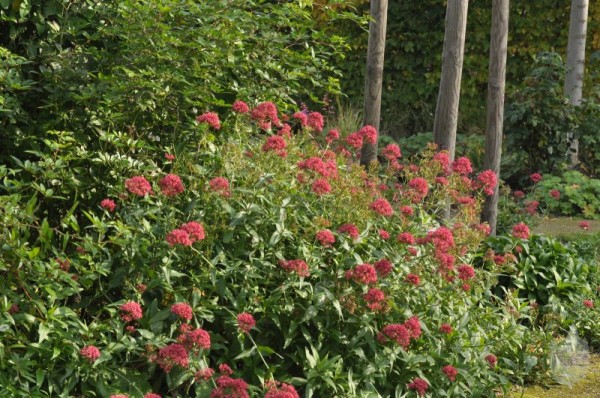 Rotblühende Garten-Spornblume-1